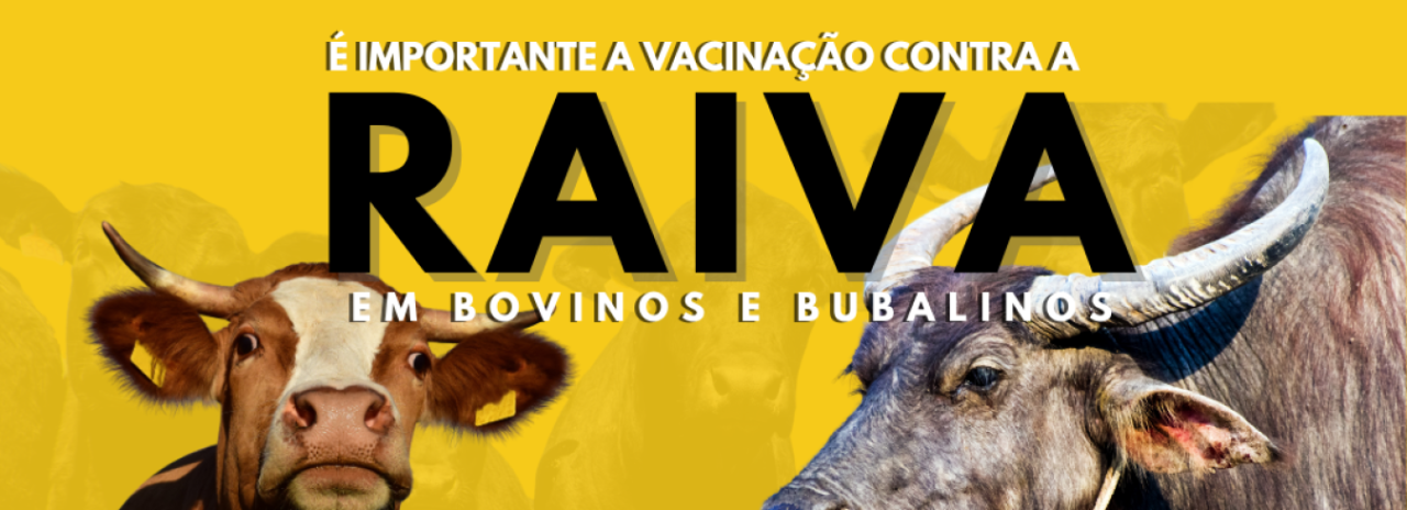 VACINAÇÃO CONTRA RAIVA EM BOVINOS E BUBALINOS