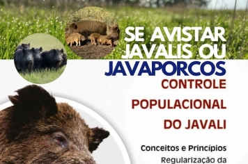 javali ou javaporco!