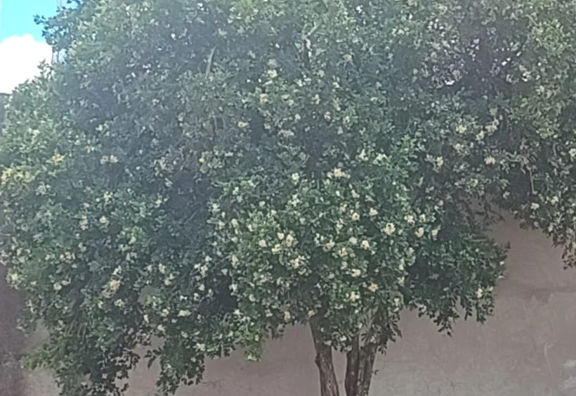 INFORMAÇÃO: Murta Murraya paniculata