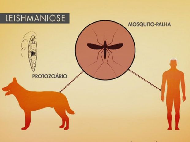 Prevenção de Controle da Leishmaniose Visceral