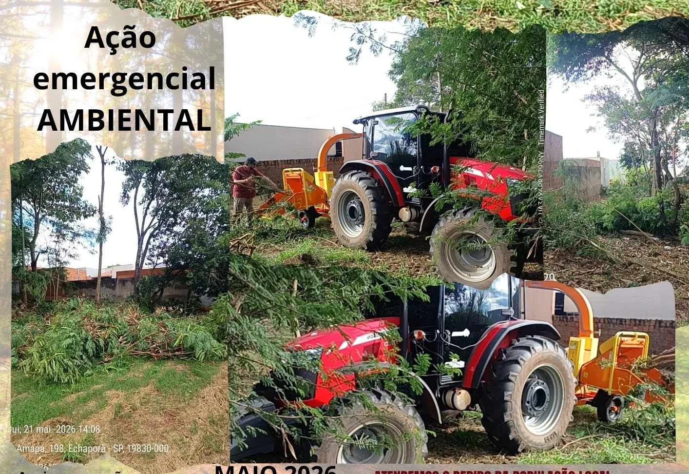 RETIRADA DE LEUCAENAS E ESPÉCIES AGRESSIVAS