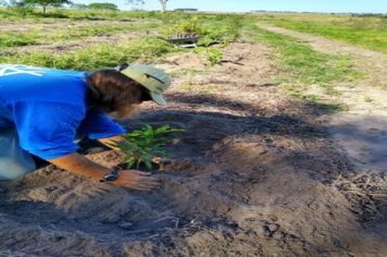Secretaria de Meio Ambiente planta mais de mil mudas nativas na APP do Mandaguari