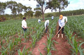Projeto Nosso Campo finaliza com colheita de mais de 8mil quilos de milho.