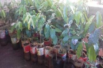 MUDAS DE ÁRVORES -2017