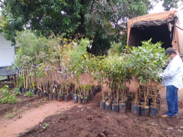 Secretaria de Meio ambiente promove distribuição de mudas em comemoração a semana do meio ambiente.