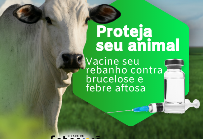 VACINAÇÃO CONTRA A BRUCELOSE E FEBRE AFTOSA