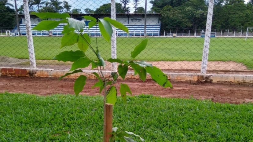 Prefeitura realiza o plantio de mudas na Pista de Caminhada