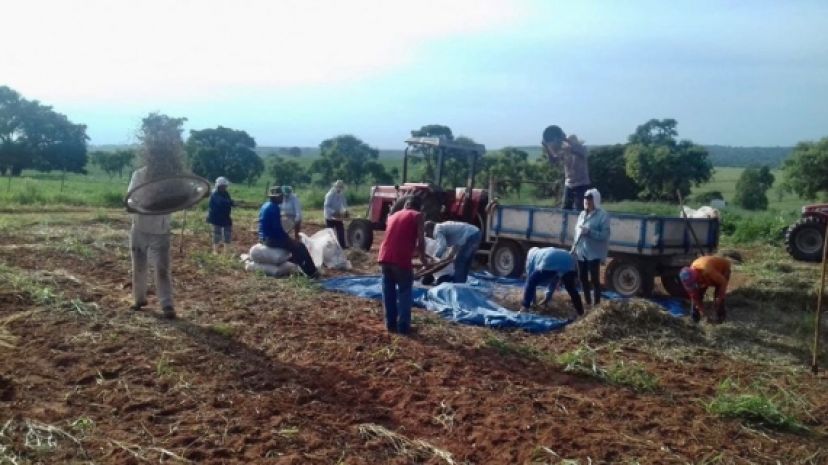 Projeto Nosso Campo encerra colheita de mais de 2 mil quilos de feijão